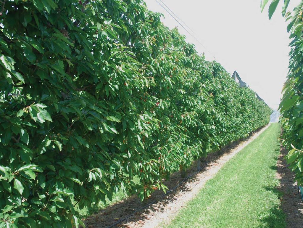 Fruiting Wall Cherries Narrow canopies improve