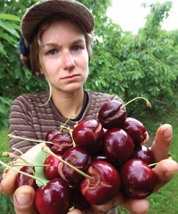 Rain and Cherry Cracking 2005 MSU Clarksville Crop Value (6-yr-old trees): $31,590 / acre 46 to 54% Culls due to Rain