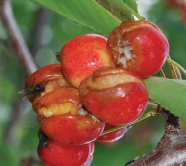 Two Types of Cherry Fruit Cracking Type 1: Rain on Fruit Skin Cracking at the tip (stylar end) or bowl (stem end) due to long