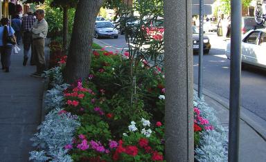 Old Town/Mixed Use Commercial Area Within the shopping areas, plantings in raised beds, planters, urns, or other containers should be utilized along the curb line in selected locations and to