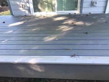 Deck Deck surface appeared