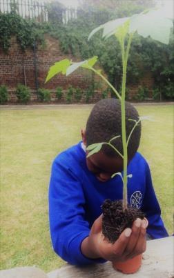 Pupils gained knowledge of and investigated the different shapes and size of seeds and bulbs.