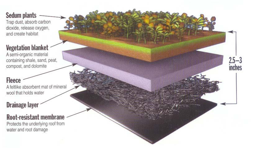 Green Roofs Restore (or mimic)