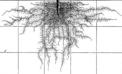 Roots... have relationships with: 3 Bacteria Fungi Protozoa Nematodes Micro-arthropods Magic happens down there.