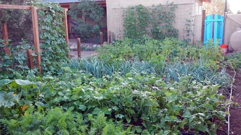 The Five Biggest Mistakes People Make in Food Gardens (and How to Avoid Them) If you avoid the major mistakes and integrate the