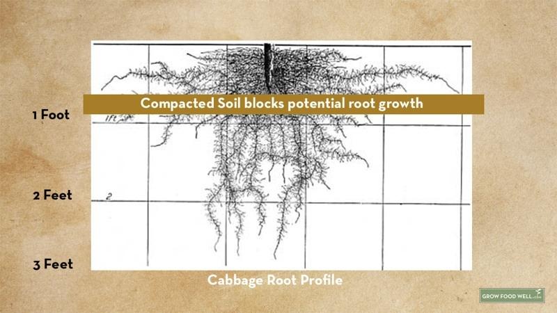 Row gardens lead to compacted, exposed soil. Roots are forced to grow laterally in search of food and water.