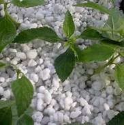 What is perlite? Perlite is composed of super-heated volcanic glass, and resembles pure white foam pellets.