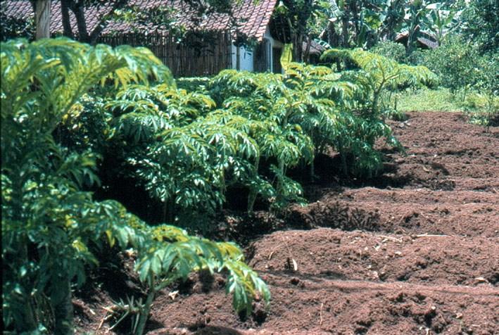 Different plants grow on different soil types Yams need fertile soil. Taros need good soil.
