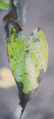 Yam anthracnose - this fungus makes leaves die