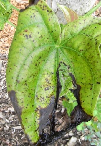 Yam diseases Yam anthracnose leaves can turn black and die