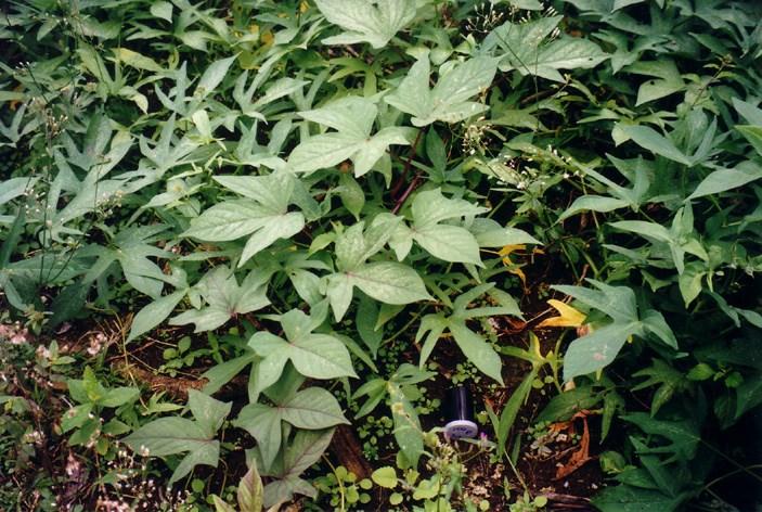 Growing sweet potato (kumara) Sweet potato needs: Air in the soil.