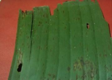Sigatoka leaf spot Black