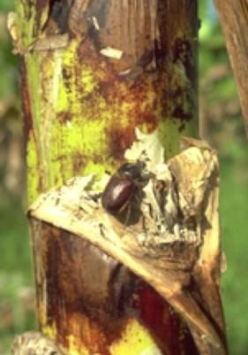 Banana insect pests Shot hole weevil - several caterpillars,