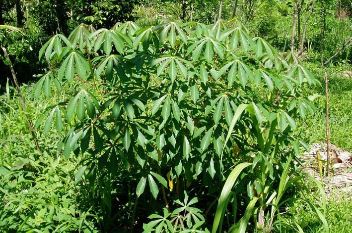 Growing cassava Cassava is a root crop that is easy to grow, can be stored in the ground, will grow in poor soils and survive dry times.