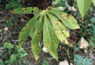 Some problems with Cassava Older leaves going yellow means the soil is short of nitrogen.