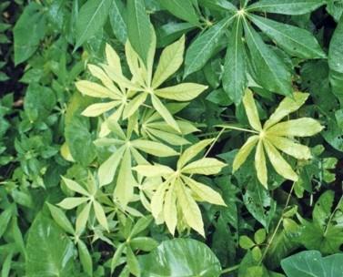 Like most root crops, cassava produces more food if the soils are rich in potash.