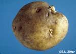 Tuber injury is more severe on thin-skinned than