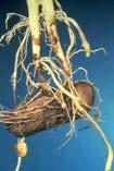 Scurf Tuber Symptoms Rhizoctonia persists as mycelia and sclerotia in soil, on crop debris and on tubers Sclerotia germinate and infect emerging sprouts, roots, stolons and developing tubers Early
