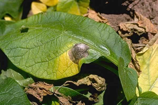 during handling operations Alternaria Diseases a. Early blight (Alternaria solani) Infects potato and tomato b.