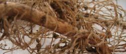 Powdery Scab Root Galls Control Measures Common Scab Avoid planting scabby seed Plant