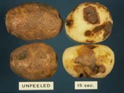 into French fries and chips Helminthosporium survives on tubers and in soil Silver