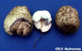 Control Measures OOMYCETE DISEASES Harvest tubers when mature with good skin set Ventilate storages to keep tuber surfaces dry Keep