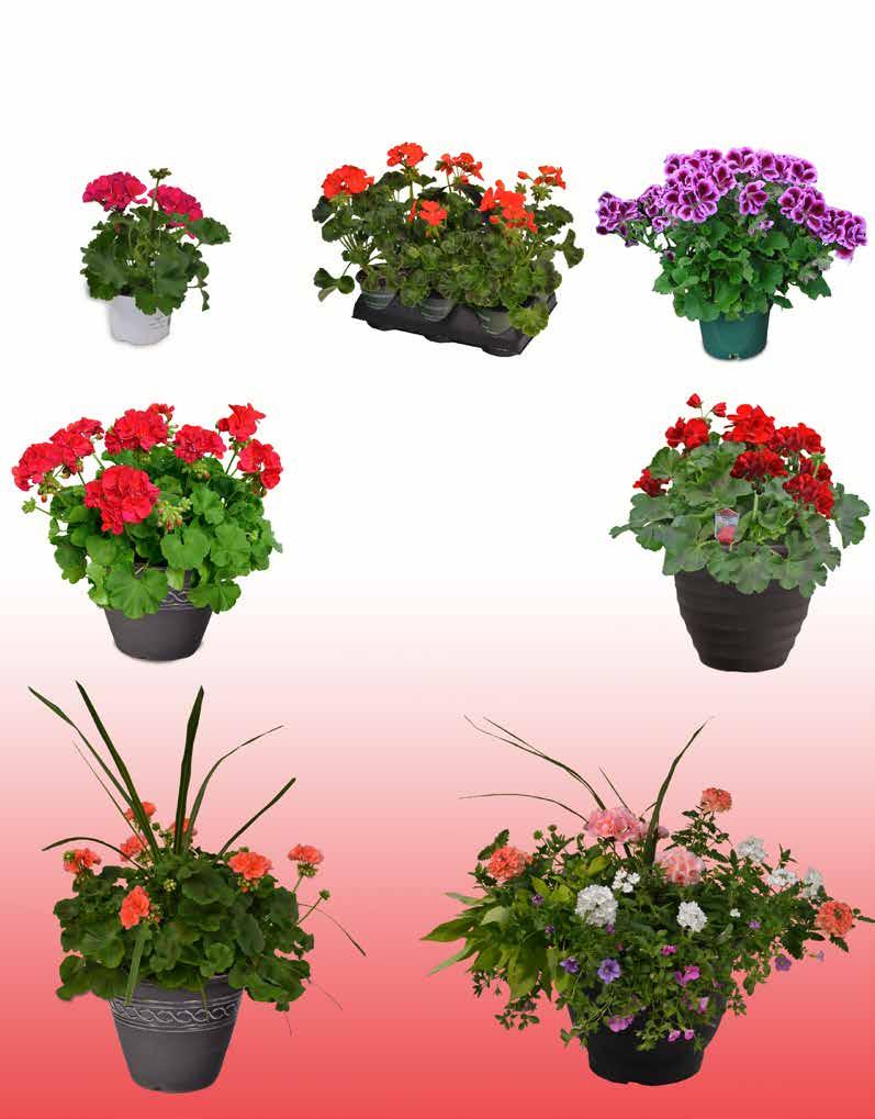 Geraniums Available in a rainbow of colors providing beautiful texture and color to your guests containers.