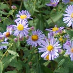 $8 Aster chilensis Coast Aster