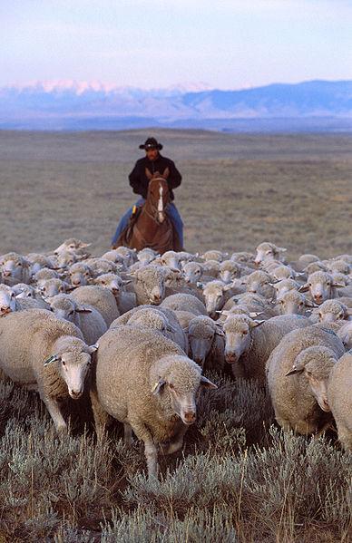 Overview of ThermWise ThermWise Energy Efficiency Alliance Herding Sheep More Control = Better