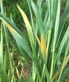 patterns of plant disease in the field indicate the pathogen s mode of transmission and