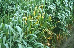 Diagnosing problems that occur in seedling wheat Diseases of young wheat