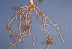 Cereal cyst nematode Figure 22 Figure 23 Roots are