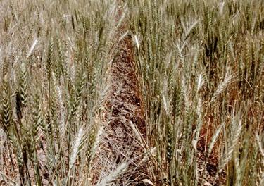 Diagnosing causes of whiteheads in nearly mature wheat Wheat heads that die prematurely are called whiteheads.