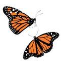 Outdoor Classroom Project Ideas Create a Butterfly Garden A major environmental concern is the decline of