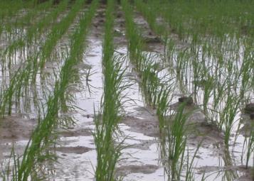 rather than continuous flooding in the field; Use of organic manure or vermicompost / FYM. 2. Methods The System of Rice Intensification is not a new method or technology.