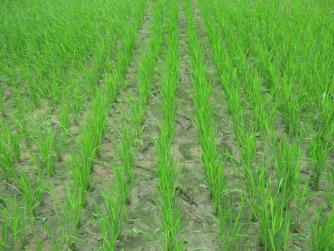 Artificial environment is created for growth and development of rice plant for exploitation of its full genetic potential, land and water resources.