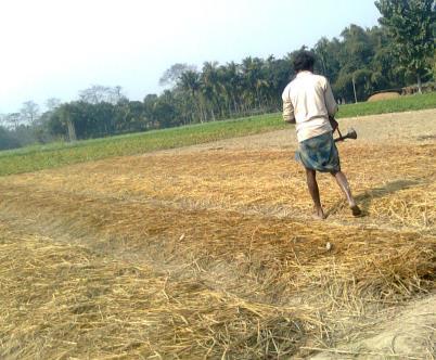 (d) Seed rate Directorate of Rice Development, Patna 2 kg of seeds (5 kg / ha) is required to transplant in one acre of land. Seed should be thinly spread to avoid crowding of seedlings.