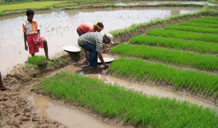 transplanting as compared to 25-30 days old seedlings in traditional method of rice cultivation.