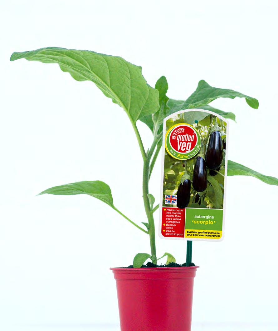 The benefits of growing Suttons Seeds Grafted Aubergine Plants Produces huge crops of large fruit Great value; more aubergines per plant Has an earlier and longer lasting harvest than regular