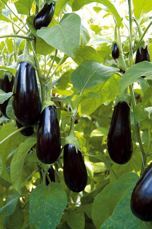 Training or Supporting Once your grafted plant starts to flower you will need to support it. The best way to do this for aubergines is to use four stout canes placed around the plant.