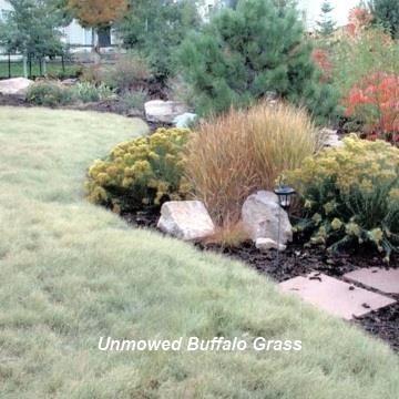 Buffalo Grass is another warm-season species that makes a great lawn substitute.