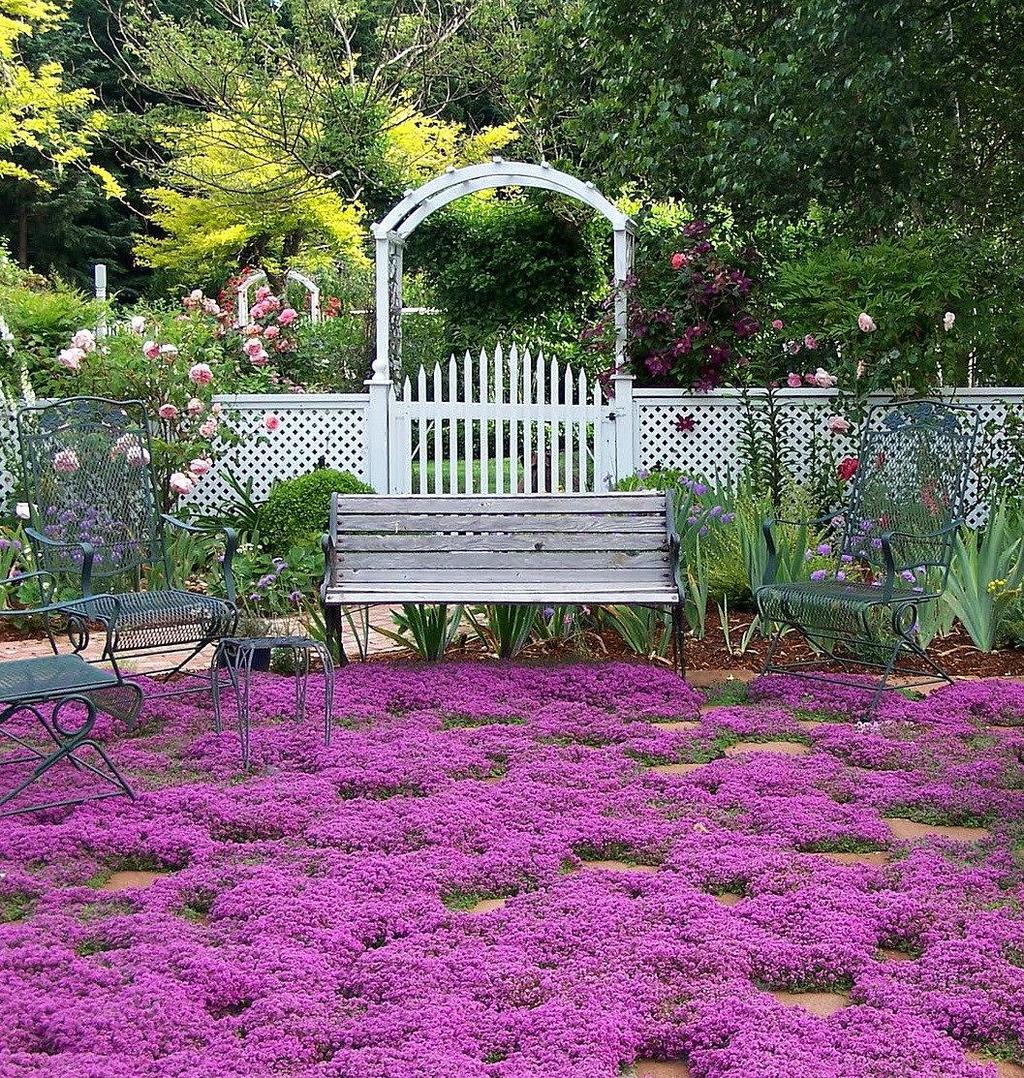 Thymes produce carpets of blossoms in shades of pink, purple and white. They can be creeping, mounding or shrub-like.