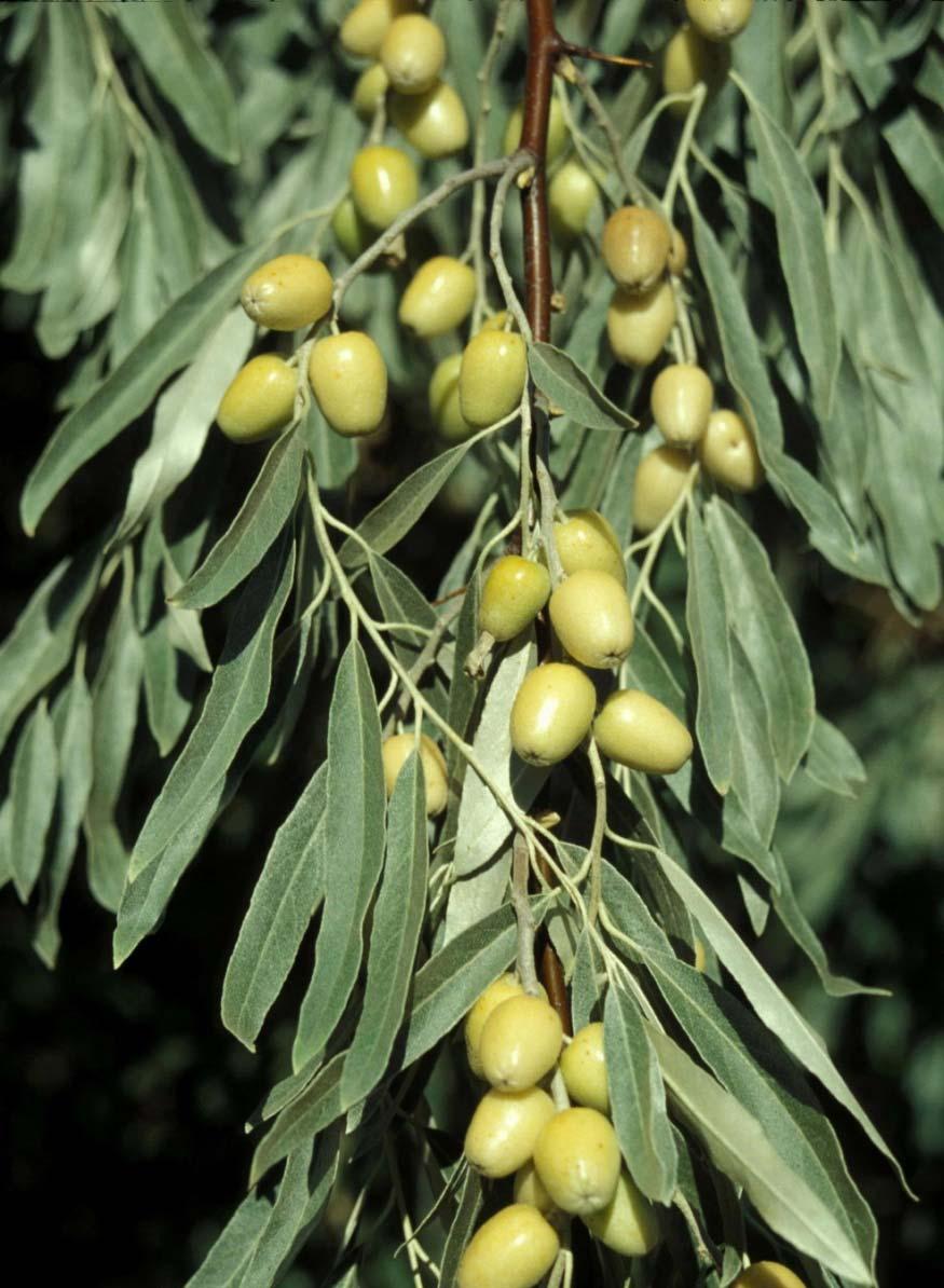 Elaeagnus angustifolia Russian Olive