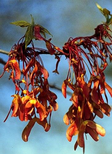 maple (Acer saccharum) Fruits of