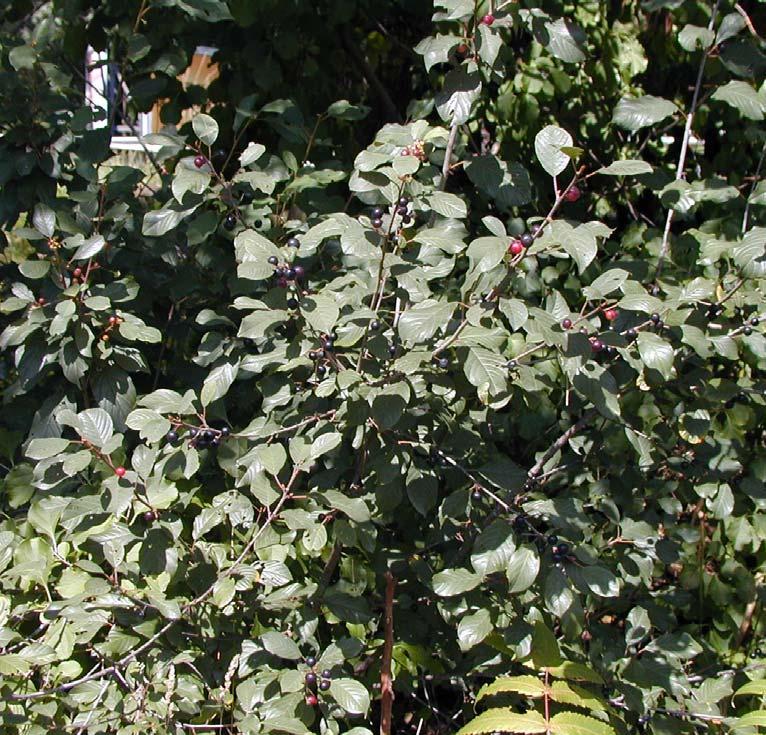 Rhamnus cathartica Common Buckthorn Invasive