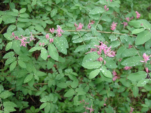 shrub Top: L. tatarica flowers.
