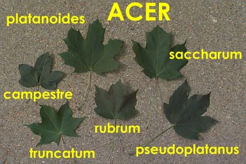 Acer spp. Leaf comparison of native & invasive trees INVASIVE!