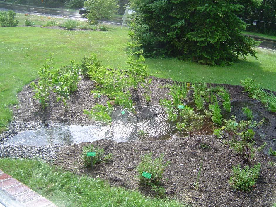 The garden should be bowl shaped, with the lowest point of the rain garden no more than 6 below the surrounding land.