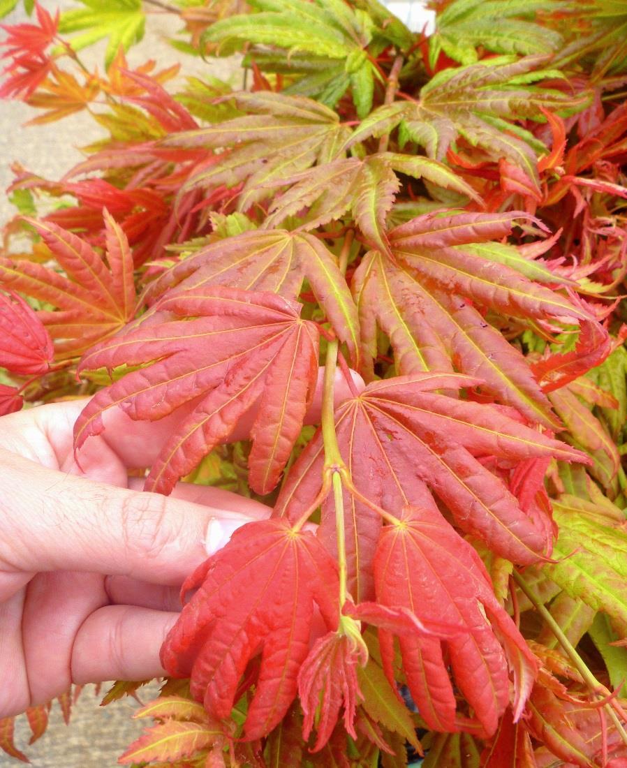 Acer shirasawanum Moonrise Munn 001 Distinctively different from any other Japanese maple due to its brilliant red emerging spring leaves that fade gradually to yellow.
