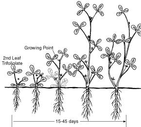 Alfalfa Production Development and Growth Stages Seeds start imbibing water and germination begins soon after planting under adequate soil moisture conditions.